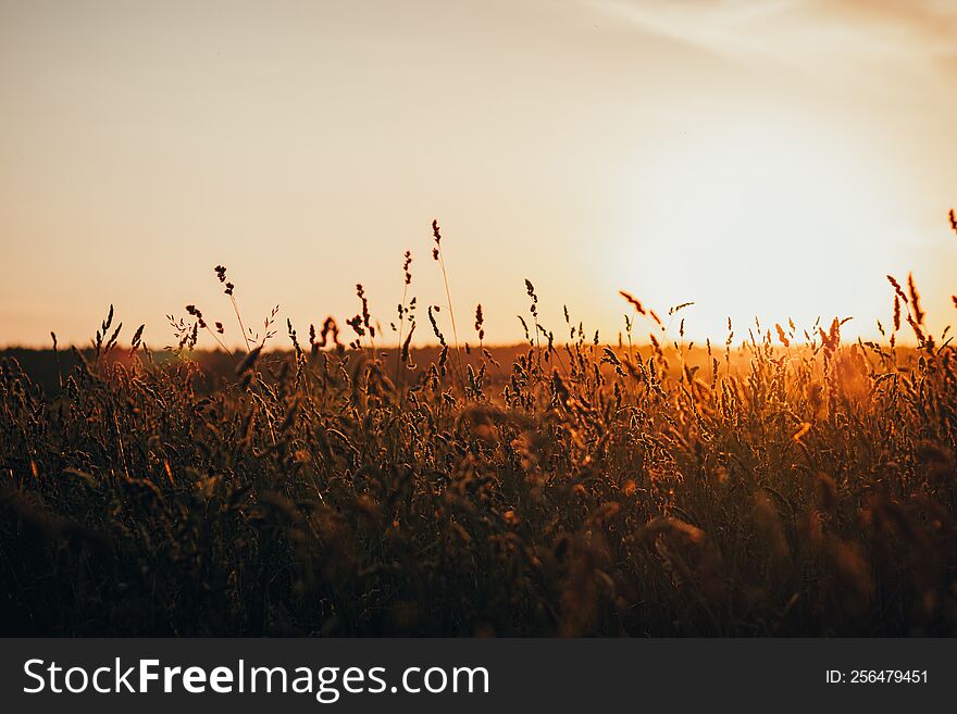 wheat field at sunset