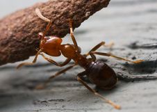 Strong Ant Royalty Free Stock Images
