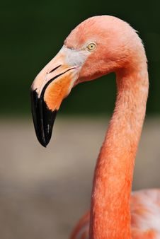 Portrait Of American Flamingo Stock Photos Portrait Of American Flamingo Stock Photos