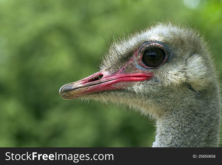 Portrait of an ostrich in ZOO