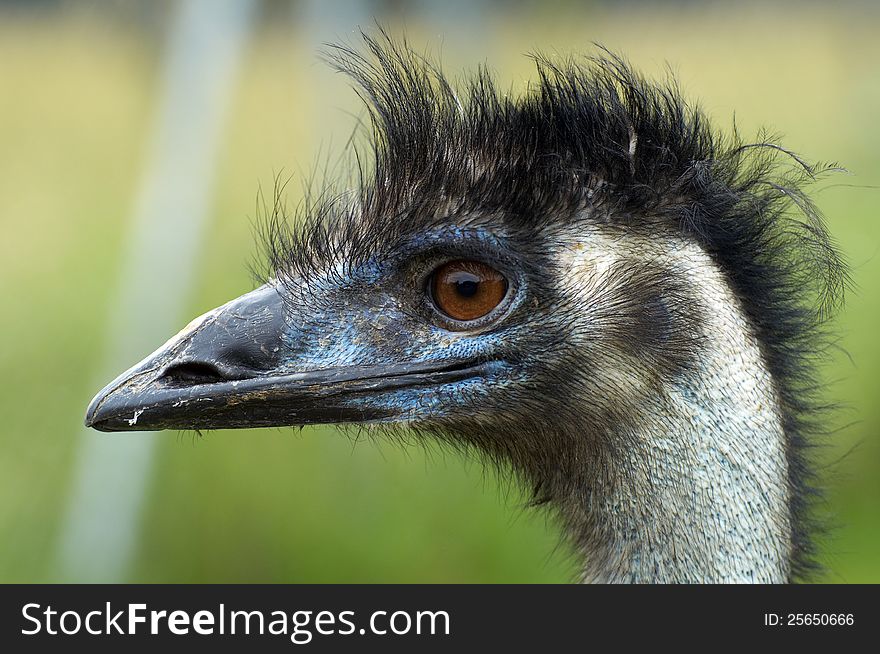 Portrait of an ostrich in ZOO