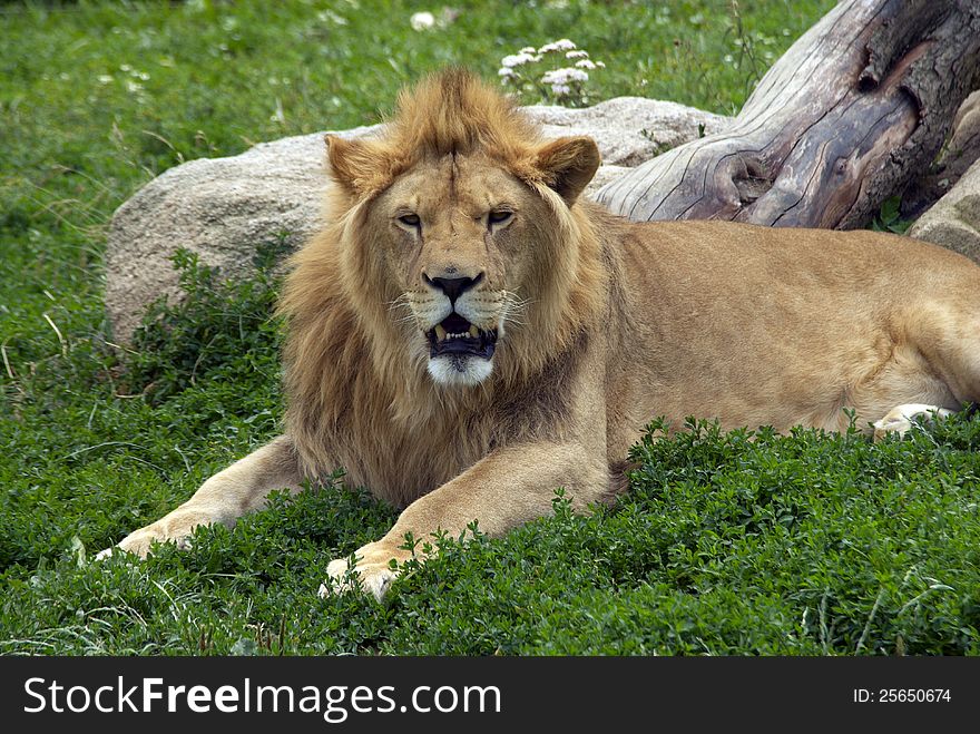 Portrait of a young lion in ZOO Vetrovy