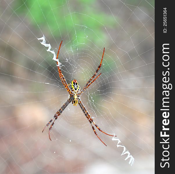 Close up of a golden orb spider on web