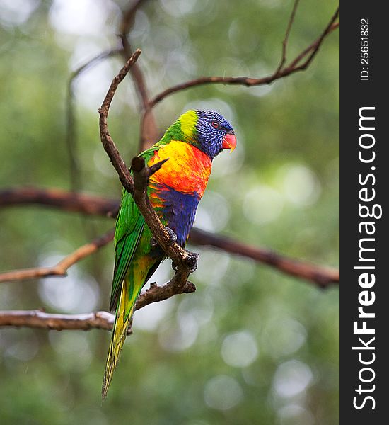 A single rainbow lorikeet sitting in a tree. A single rainbow lorikeet sitting in a tree