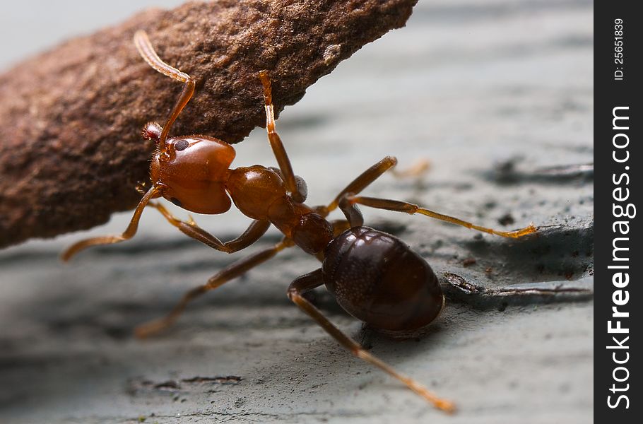 A closeup of an ant lifting a piece of bark. A closeup of an ant lifting a piece of bark