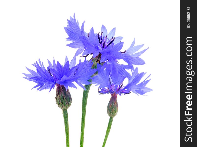 Three beautiful cornflowers on a white background - horizontal orientation. Three beautiful cornflowers on a white background - horizontal orientation