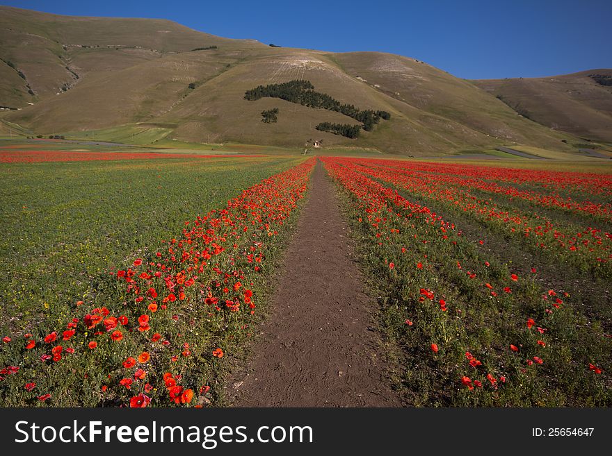 Road of poppies go to Italy trees