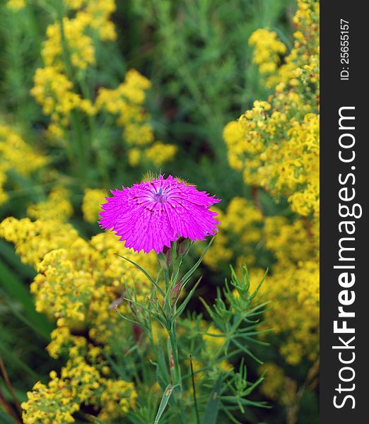 Carnation on a background of yellow flowers. Carnation on a background of yellow flowers