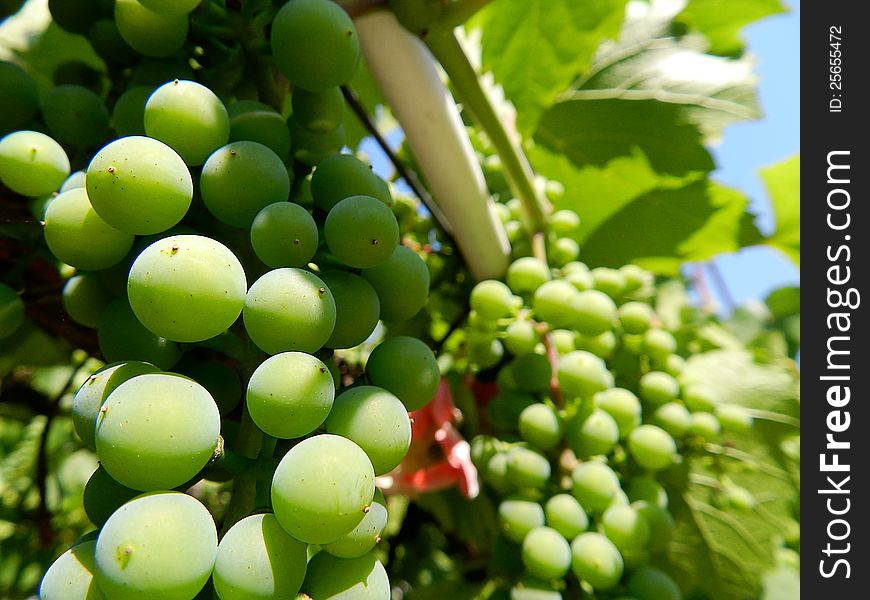 Bunch of grapes on a bright hot day, on a blue sky. Bunch of grapes on a bright hot day, on a blue sky
