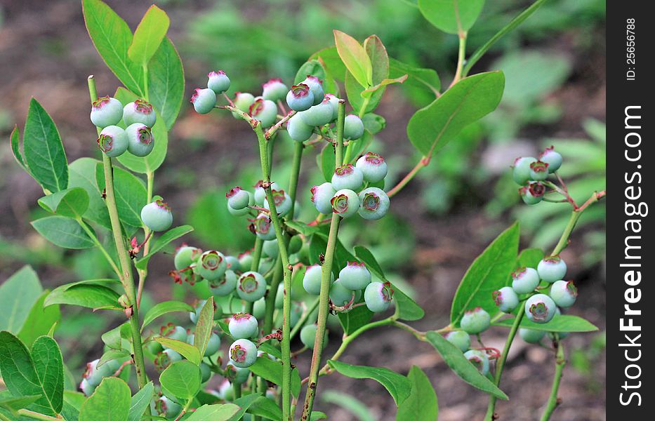 Unripe blueberries in the garden