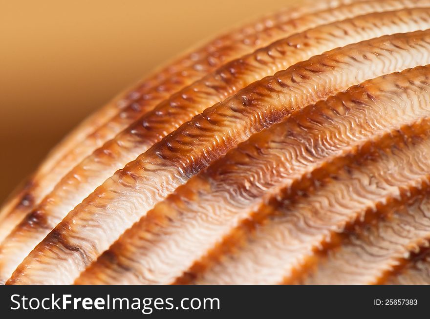 Close-up of the seashell texture against the brown background.