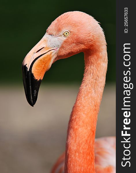 The American Flamingo (Phoenicopterus ruber) is a large species of flamingo closely related to the Greater Flamingo and Chilean Flamingo. The American Flamingo (Phoenicopterus ruber) is a large species of flamingo closely related to the Greater Flamingo and Chilean Flamingo