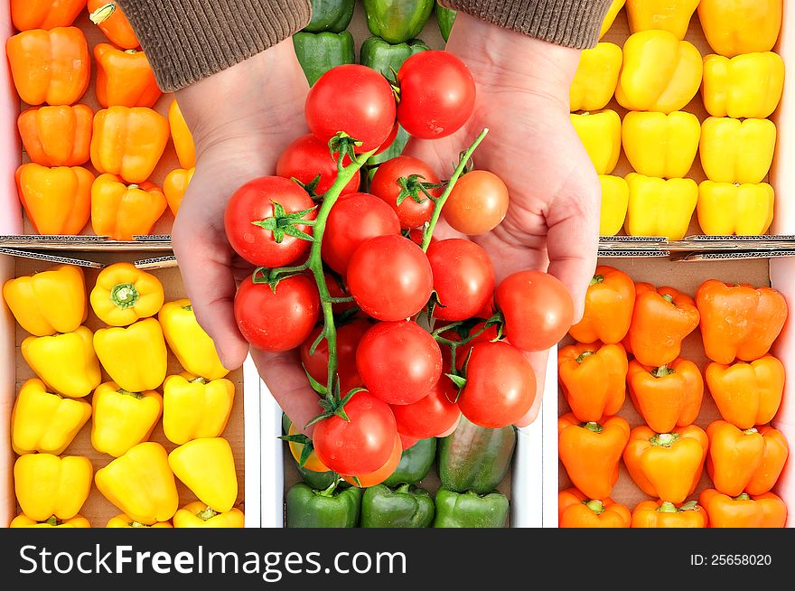 Cherry tomatoes in human hands on the colored paprika background. Cherry tomatoes in human hands on the colored paprika background