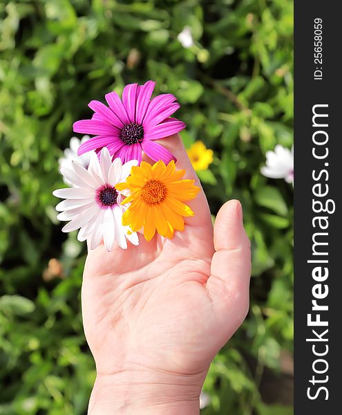 Three flowers - lilac, white and yellow on a women palm. Three flowers - lilac, white and yellow on a women palm