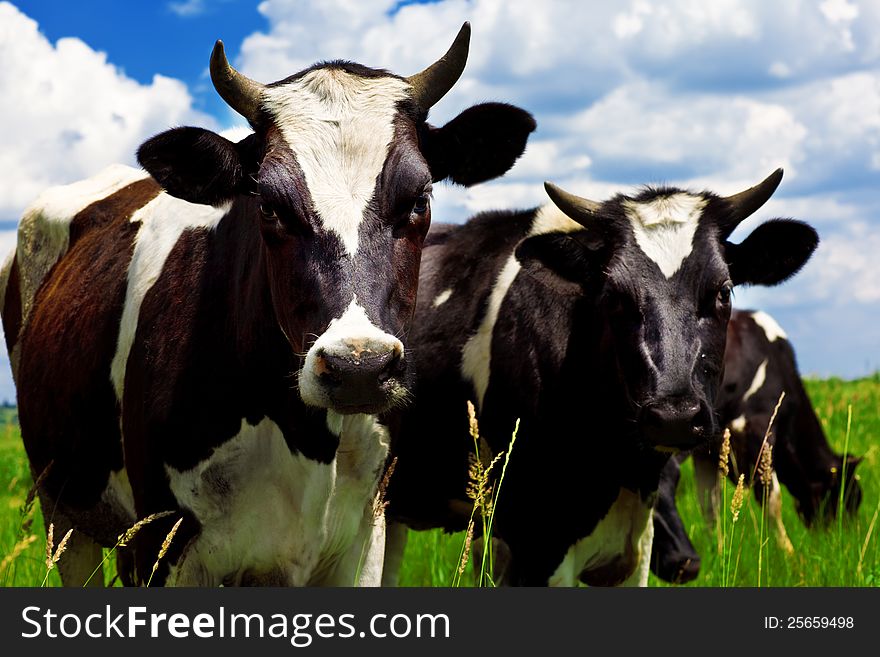 Black and white cows in the meadow