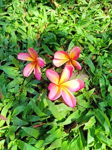 Pink Plumeria Flower On The Green Grass Stock Photography