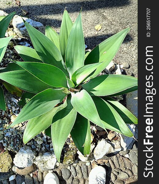 Green Agave Plant In The Garden