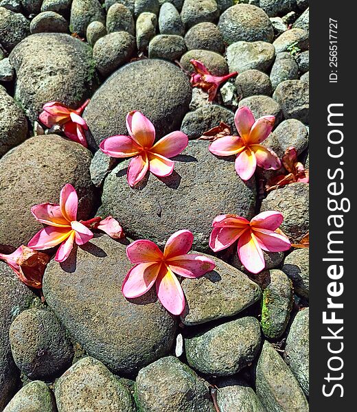 Frangipani Flowers On The Rocks