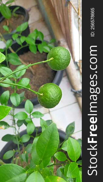 Citrus Fruit Tree Santang Honey, Potted Plant