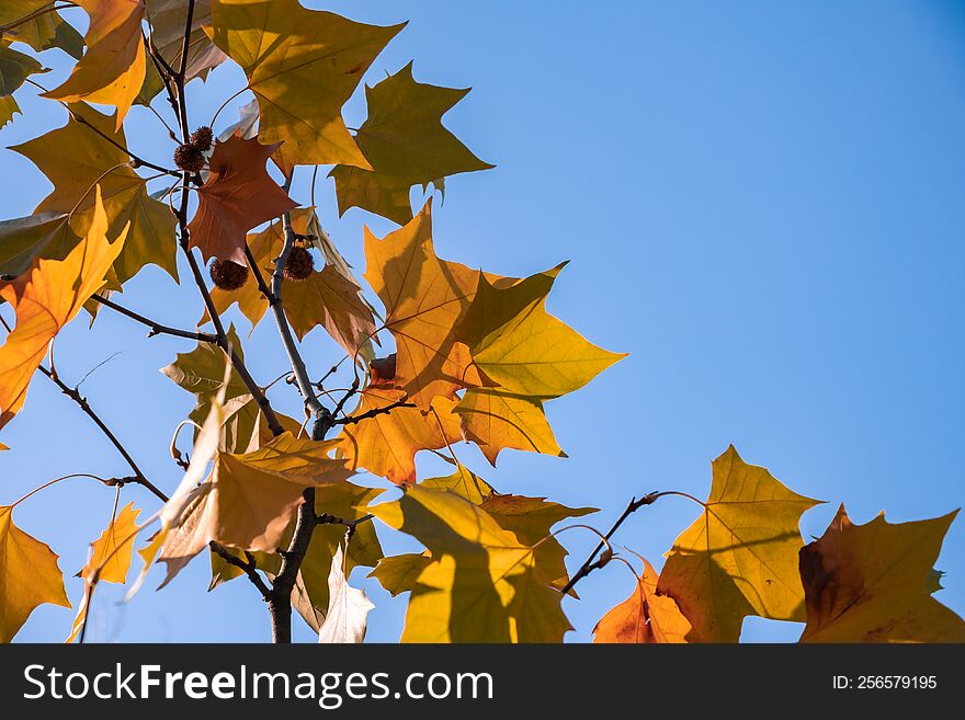 Yellow Maple Leaves On A Blue Sky Background