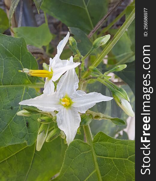 This Shows Very Beautiful Eggplant Flowers