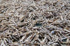 Dried Fish Stock Image