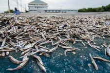 Dried Fish Stock Photography