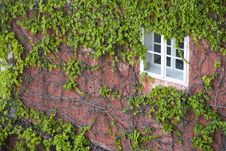 Overgrown Window Royalty Free Stock Image Overgrown Window Royalty Free Stock Image