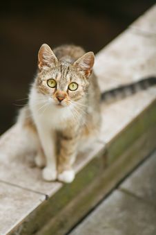Cat Staring At You Royalty Free Stock Image Cat Staring At You Royalty Free Stock Image