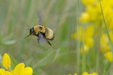 Bumble Bee Stock Image