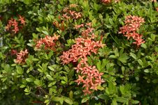 Ixora Royalty Free Stock Images Ixora Royalty Free Stock Images