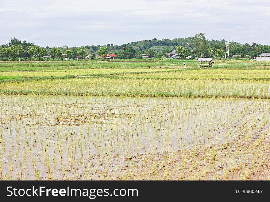 This is a field in a asia zone. This is a field in a asia zone