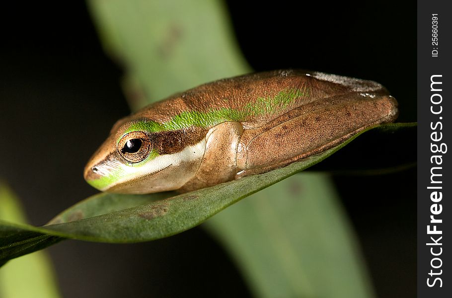 A closeup of a Pygmy tree frog sitting on leaf. A closeup of a Pygmy tree frog sitting on leaf