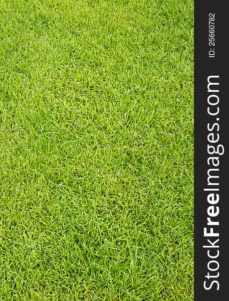Freshly lawn green grass background