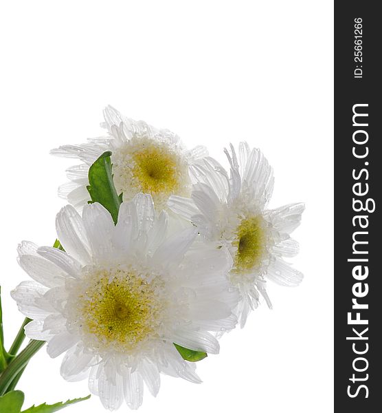 Three Garden camomiles isolated on white background