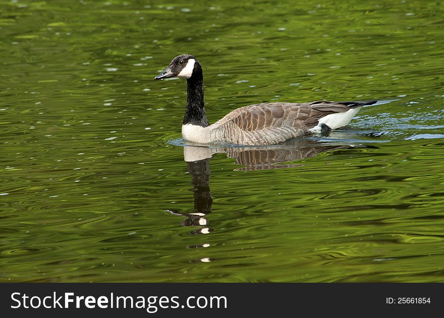 Canada Goose swimming in river