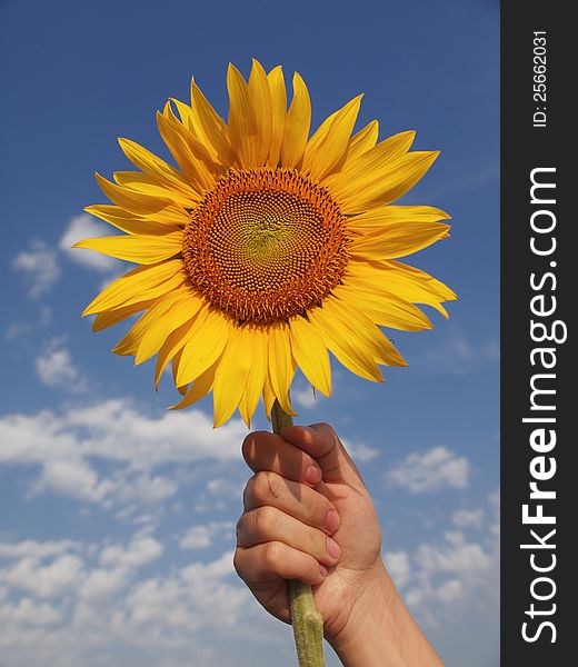 Hand holding big sunflower front blue sky