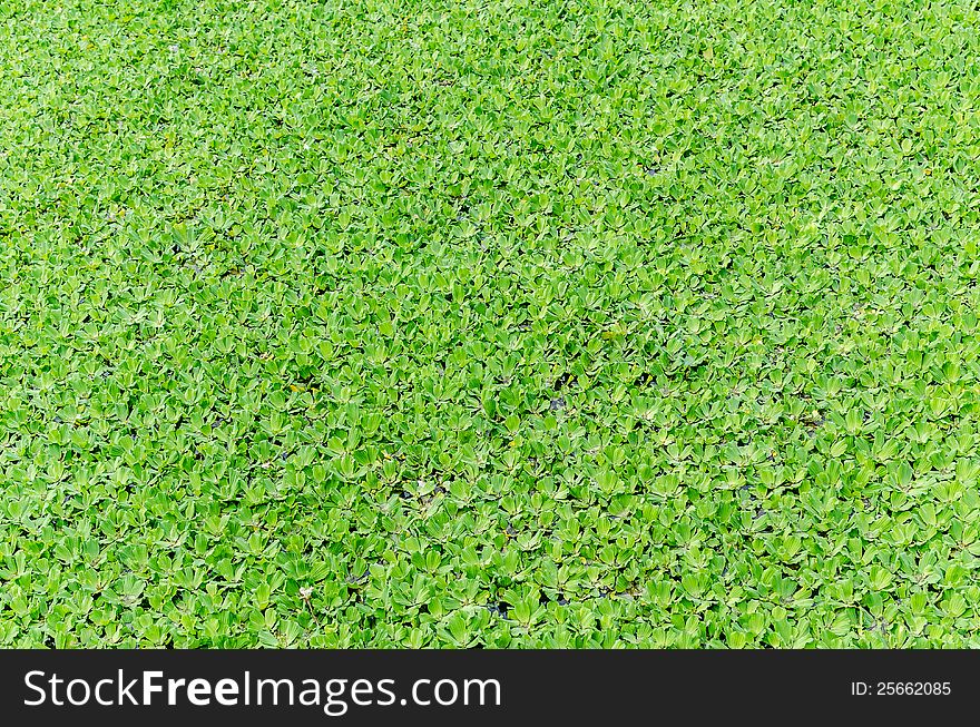 Hyacinth leaf float on water in Thailand