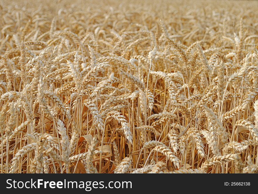 wheat in the field ready for harvest