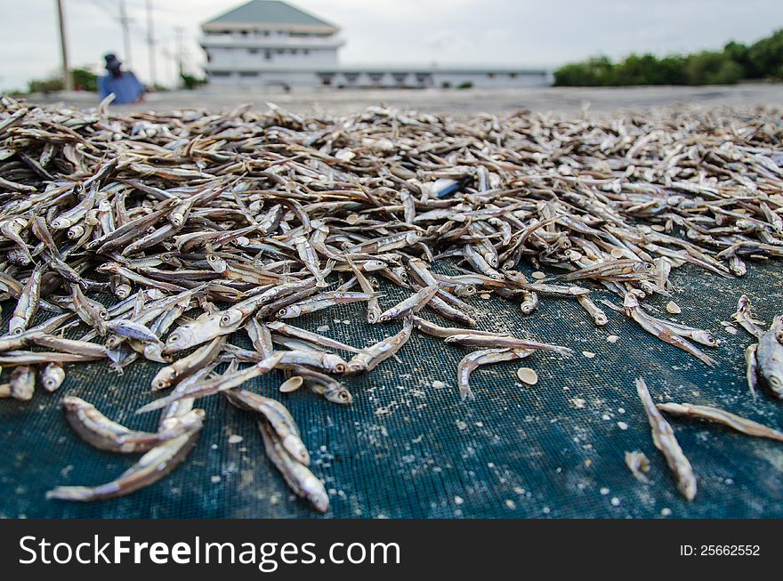 The dried fish in east of Thailand