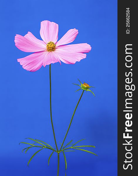 Close-up of a Pink Cosmos flower on a blue background. Close-up of a Pink Cosmos flower on a blue background.