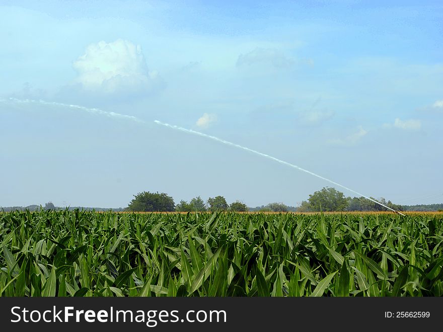 Pump jet watering a corn field in farmlands