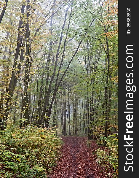 Forest in the fall during cloudy weather. Forest in the fall during cloudy weather.