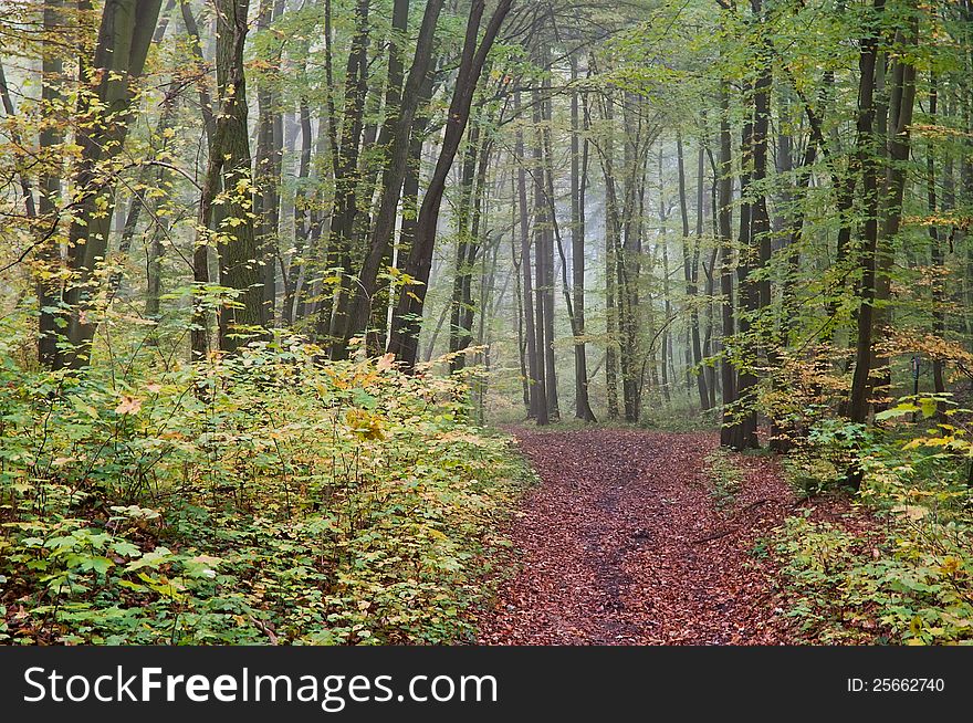 Forest in the fall during cloudy weather. Forest in the fall during cloudy weather.