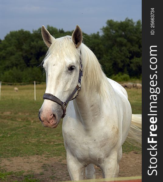 White horse on the farm