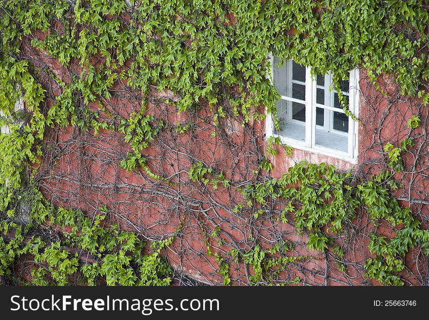 Small window covered with ivy. Small window covered with ivy