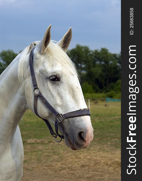 White horse on the farm