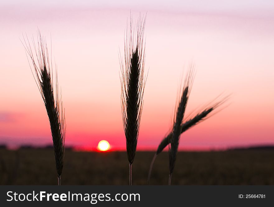 Rye ears at sunset