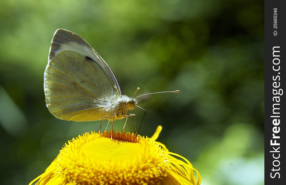 Yellow butterfly on a flower