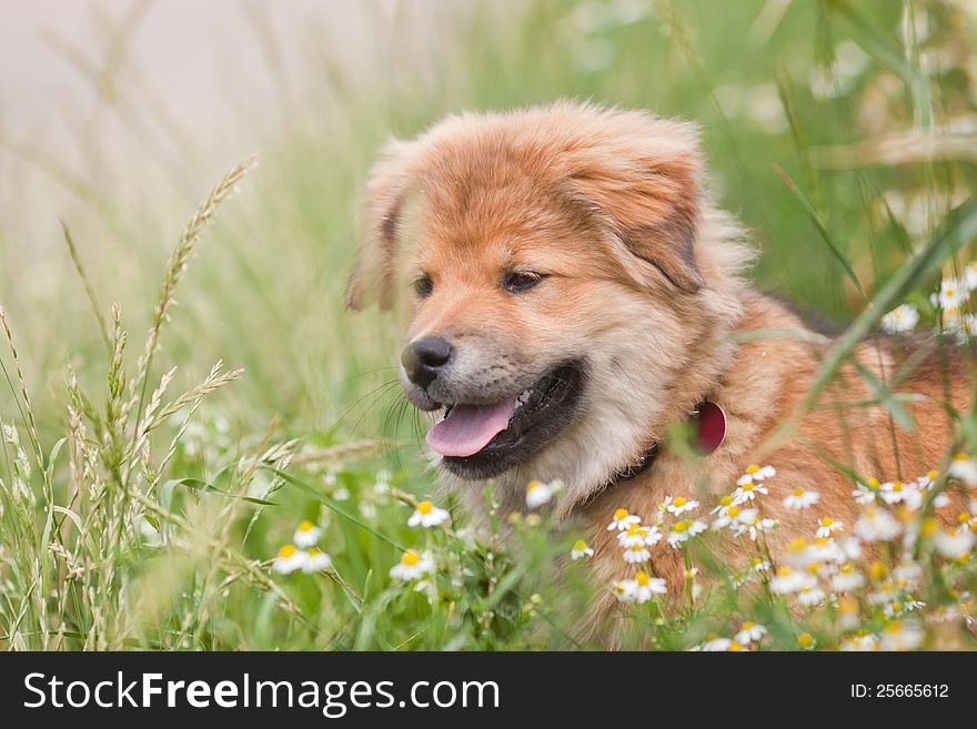 Cute Elo (German dog breed) puppy is sitting in a flower meadow. Cute Elo (German dog breed) puppy is sitting in a flower meadow